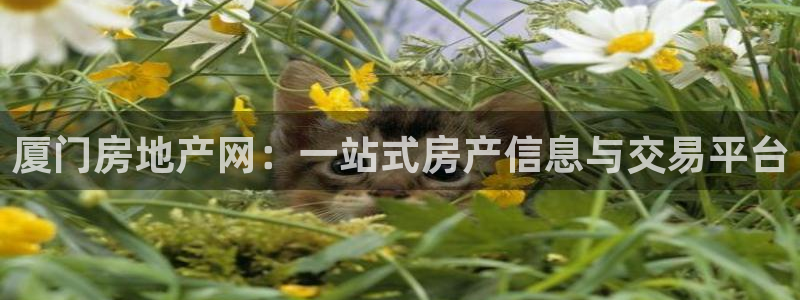 摩登7公司排名：厦门房地产网：一站式房产信息与交易平台
